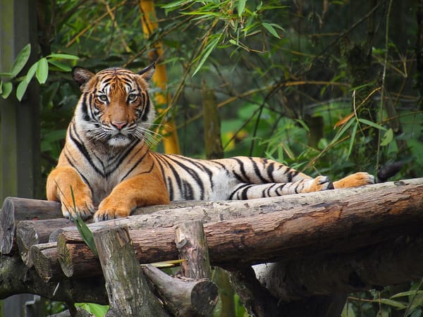 Baton Rouge Zoo to Welcome New Malayan Tiger in Conservation Effort